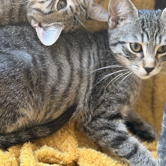 Tigrouille - Chat Européen à adopter