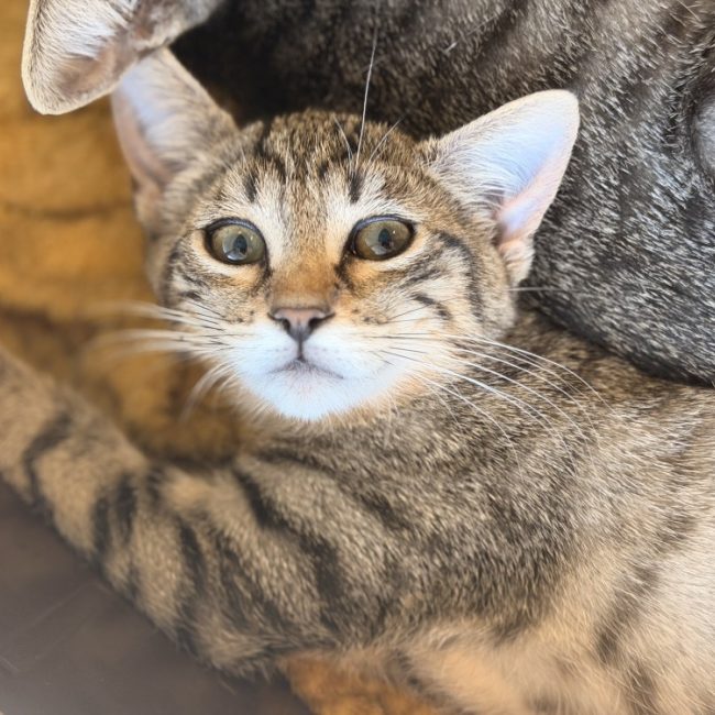Tetouille - Chat Européen à adopter