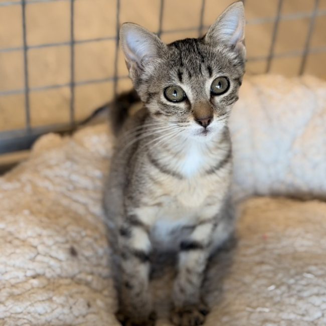 Crachouille - Chat Européen à adopter