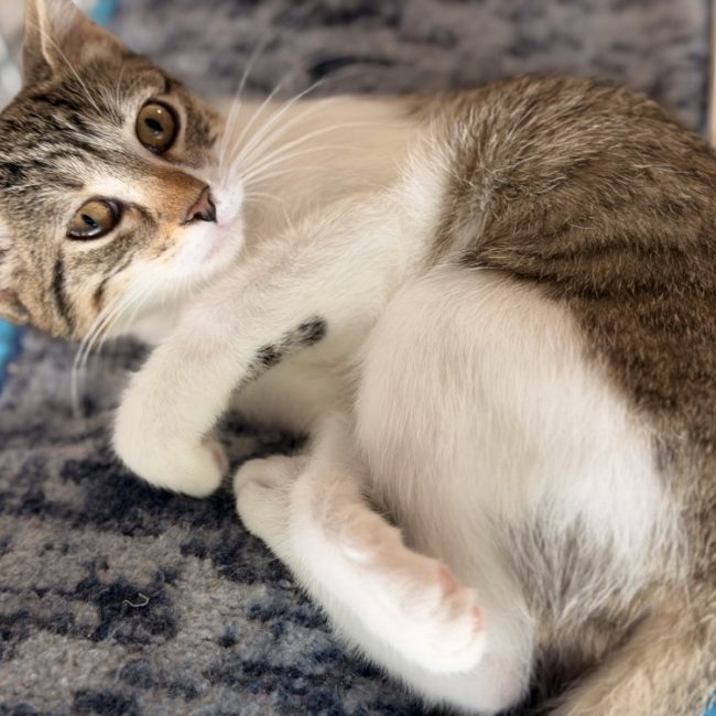 Ambrouille - Chat Européen à adopter