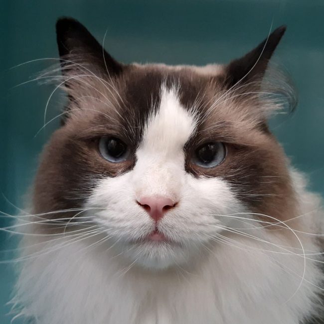 Ulyne - Chat Ragdoll à adopter