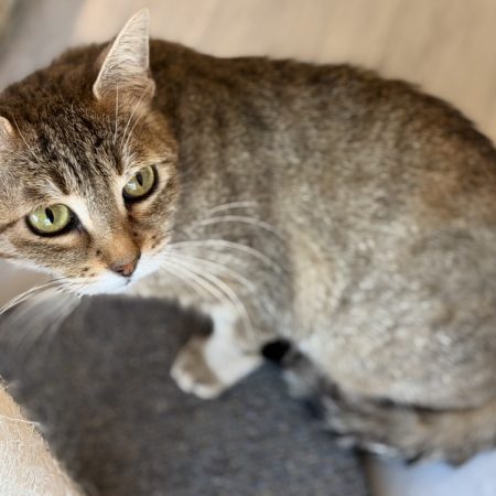 Debrouille - Chat Européen à adopter