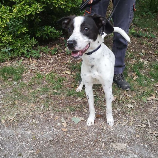 Aros réservé - Chien à adopter