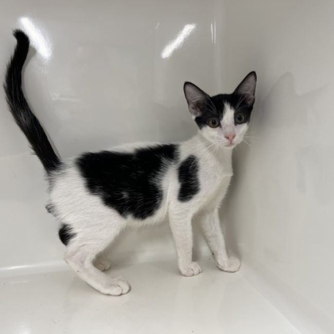 Bill - Chat Européen à adopter