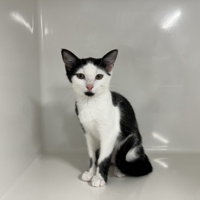 Cabriole - Chat Européen à adopter