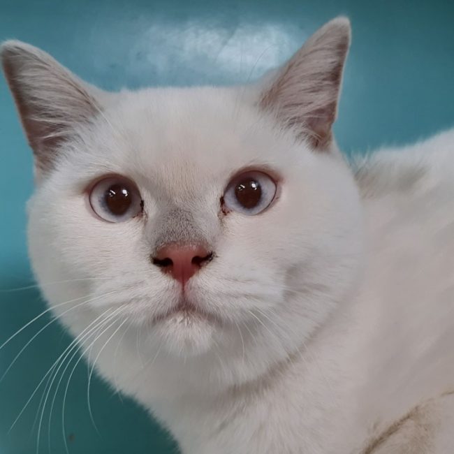 Bosnie - Chat à adopter