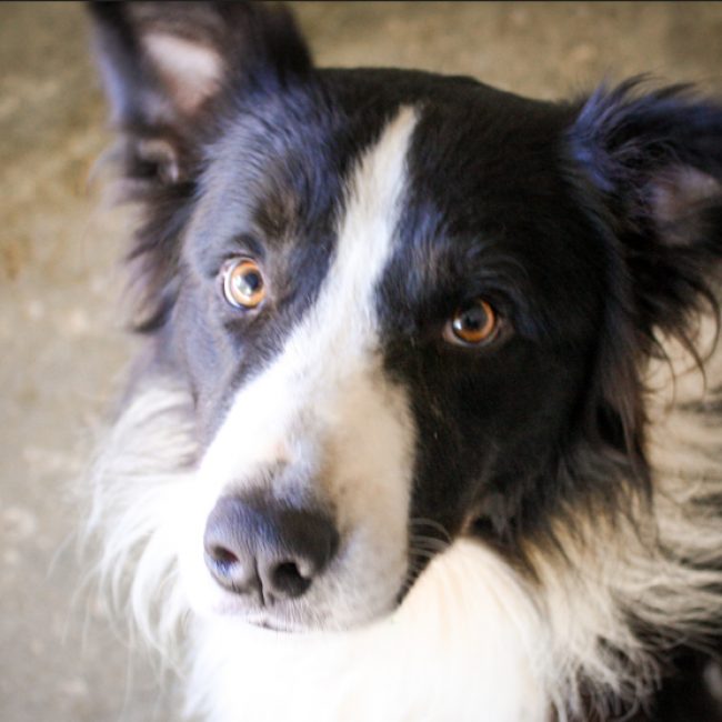 Balto - Chien à adopter