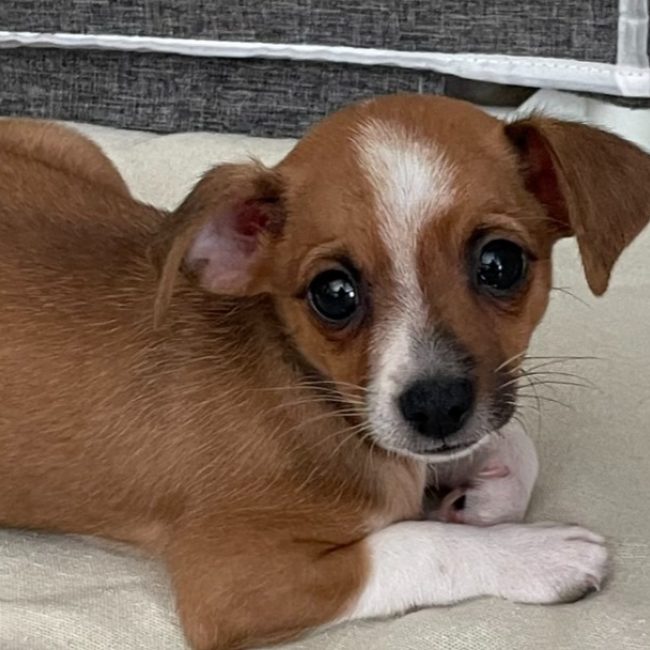 Milo - Chien à adopter