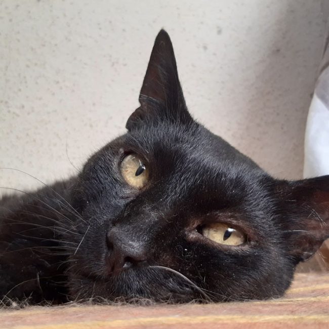 Tomardy - Chat Européen à adopter