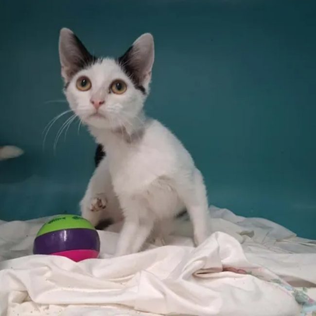 Donald - Chat Européen à adopter