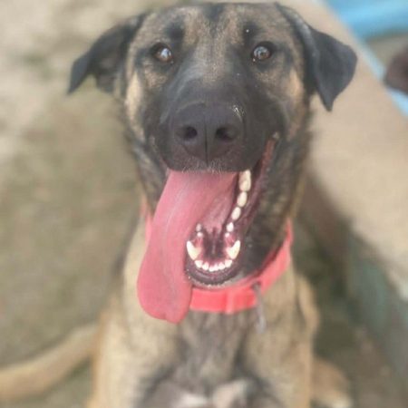 Beatriz - Chien Berger Belge Malinois à adopter
