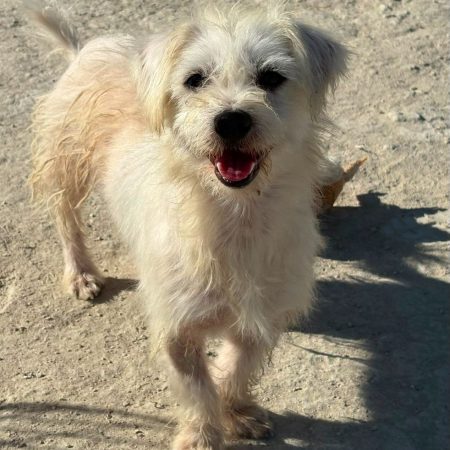 Pepe - Chien Bichon à poil frisé à adopter