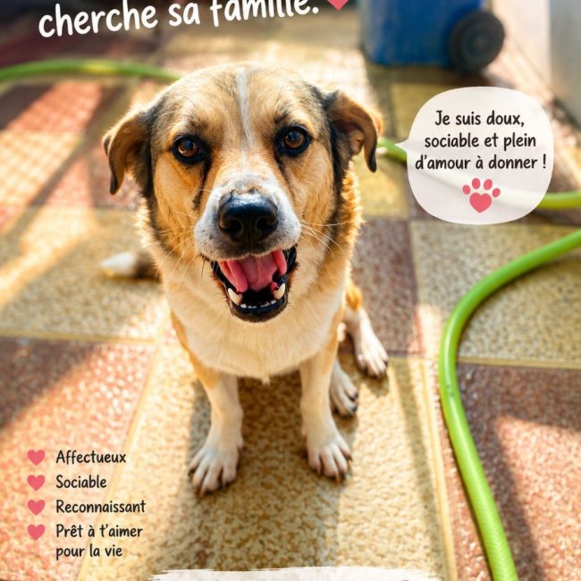 Oscar - Chien à adopter