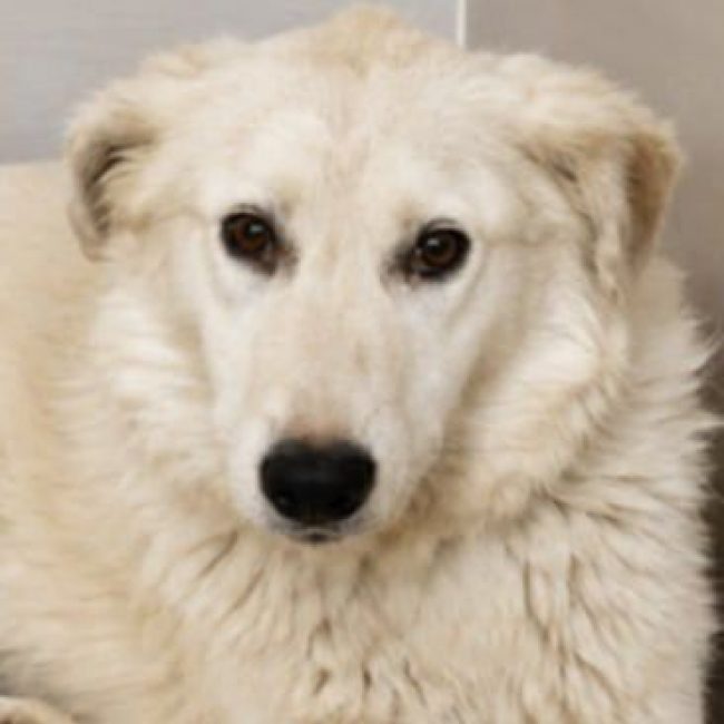 FLORA - Chien à adopter
