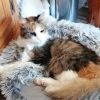 Mimi