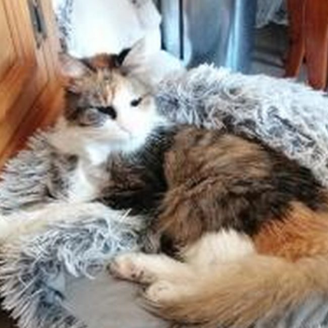 Mimi