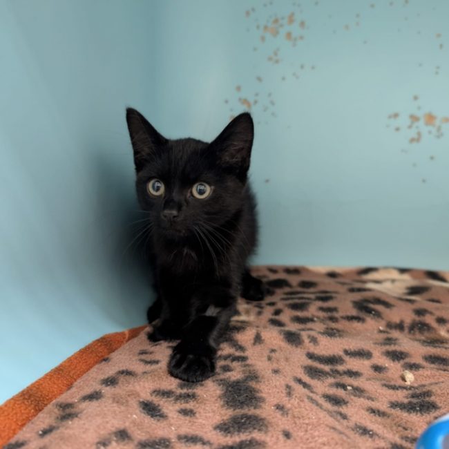 Atsuko - Chat Européen à adopter
