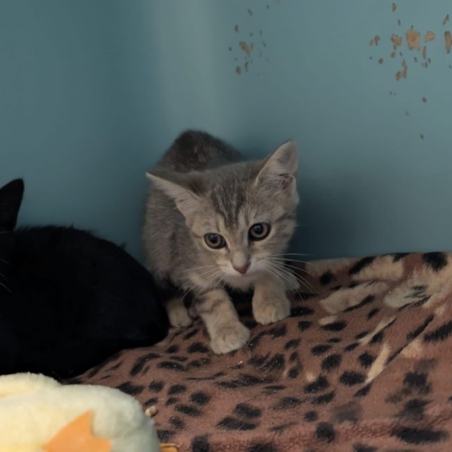 Katana - Chat Européen à adopter