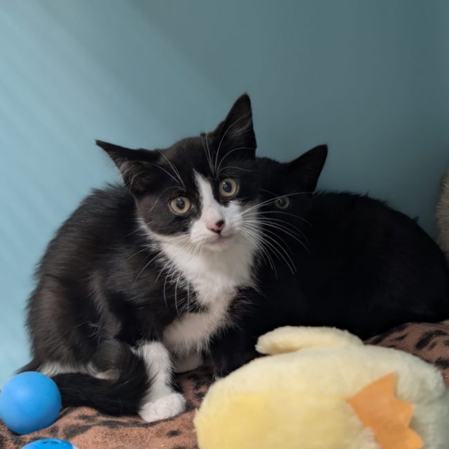 Shogun - Chat Européen à adopter