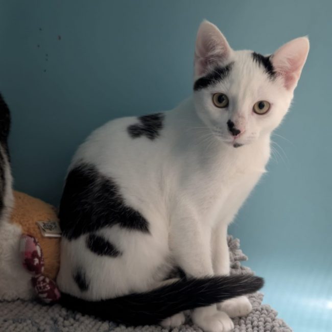 Woody - Chat Européen à adopter