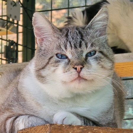 Merlin - Chat à adopter