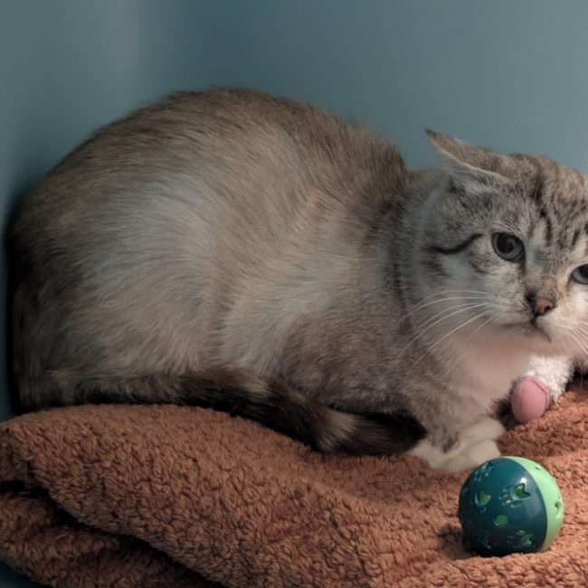 Merlin - Chat à adopter