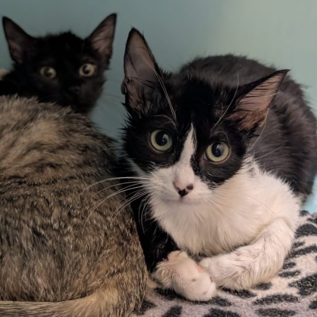 Zephyr - Chat Européen à adopter