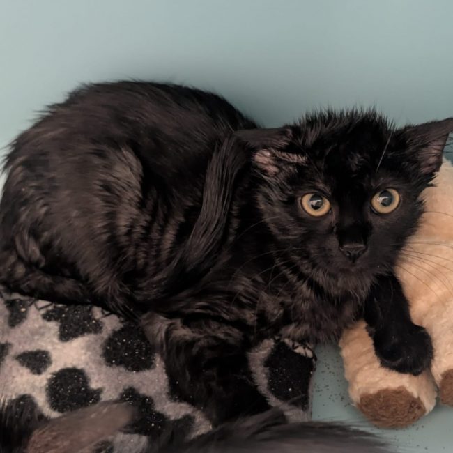 Shiva - Chat Européen à adopter