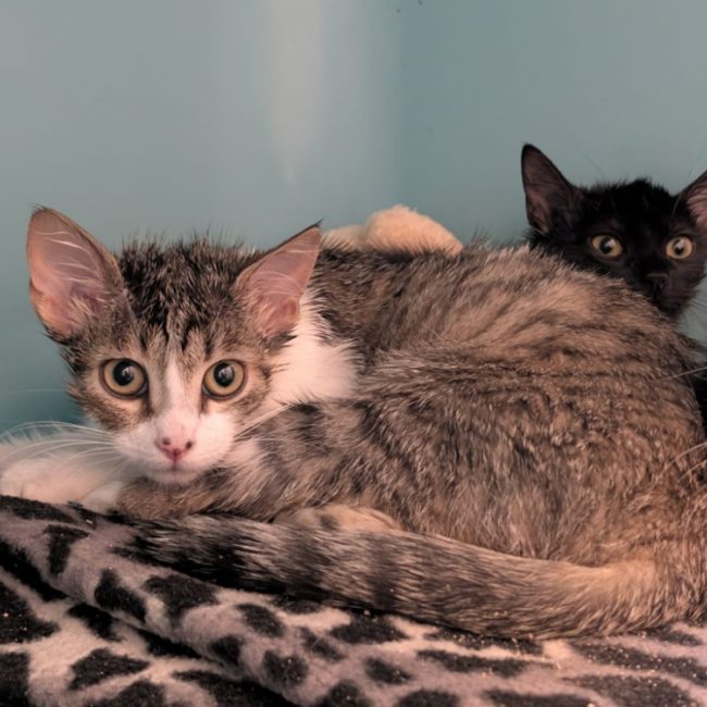 Cybele - Chat Européen à adopter