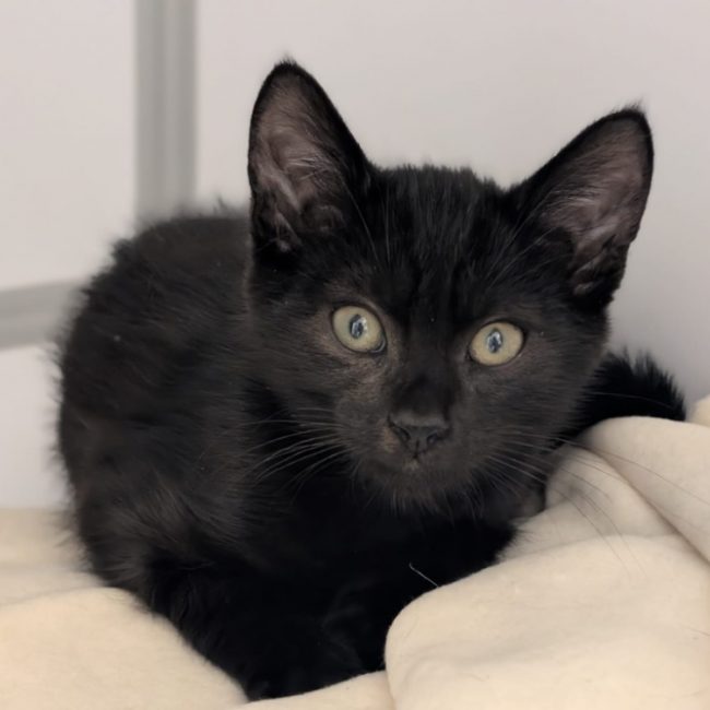 Jerry - Chat Européen à adopter