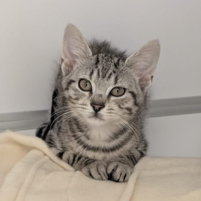 Tom - Chat Européen à adopter