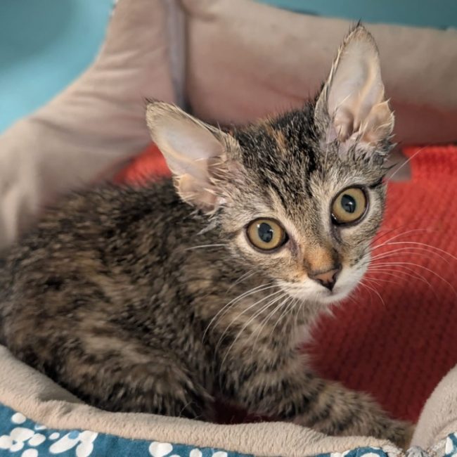 Nour - Chat Européen à adopter