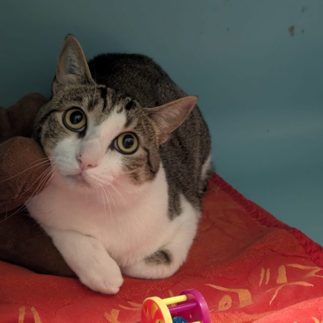Sully - Chat Européen à adopter