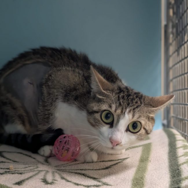 Bulle - Chat Européen à adopter