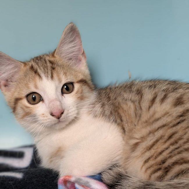 Binka - Chat Européen à adopter