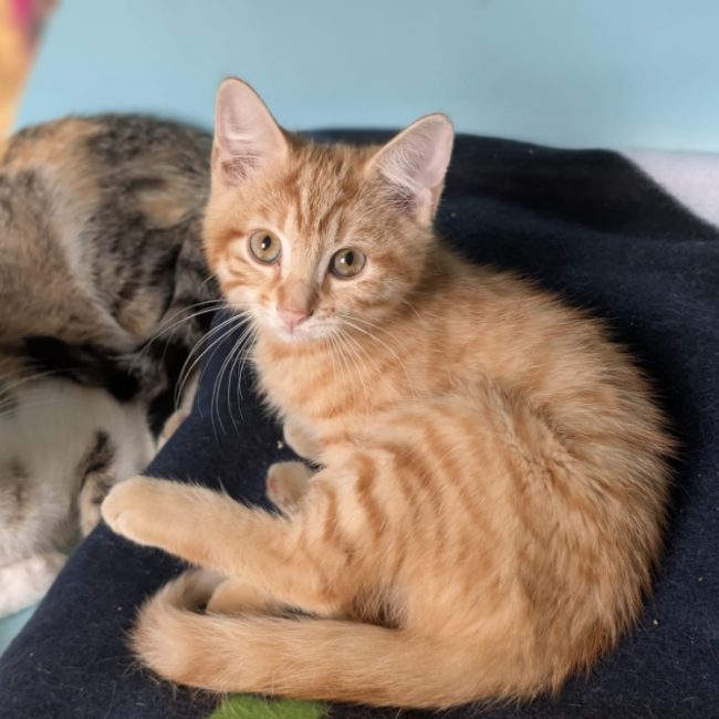 Phoenix - Chat Européen à adopter