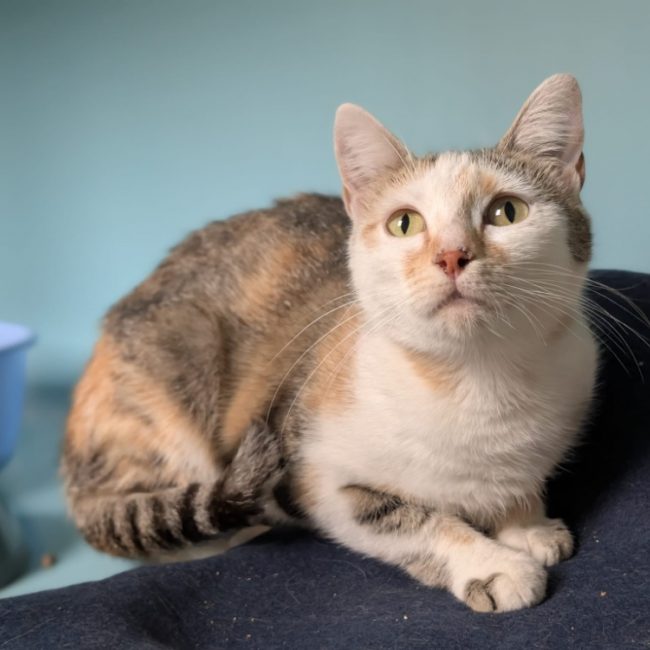 Maline - Chat Européen à adopter