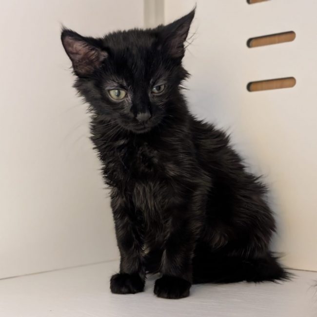 Plum - Chat Européen à adopter