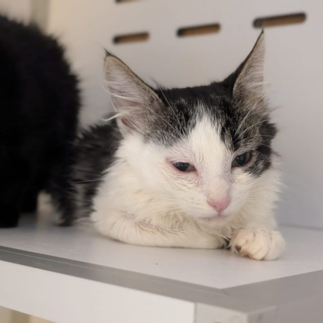 Piou - Chat Européen à adopter