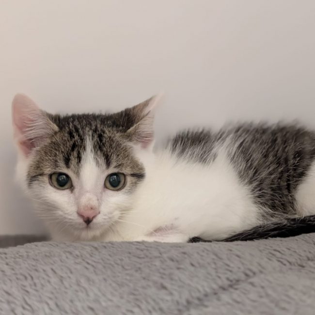 Aragon - Chat Européen à adopter