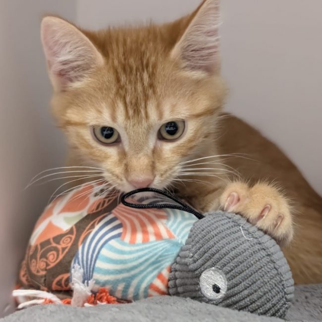 Ayrton - Chat Européen à adopter