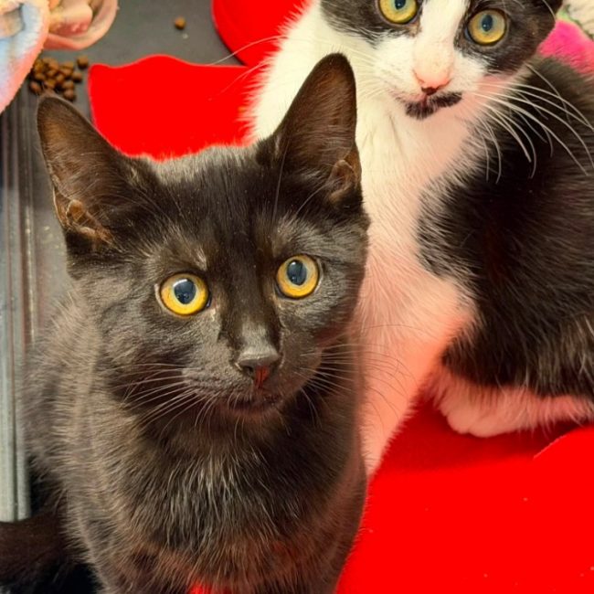 Sayana - Chat Européen à adopter
