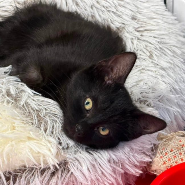 Sassy - Chat Européen à adopter