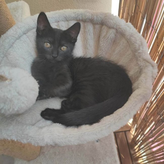 Brutus - Chat Européen à adopter