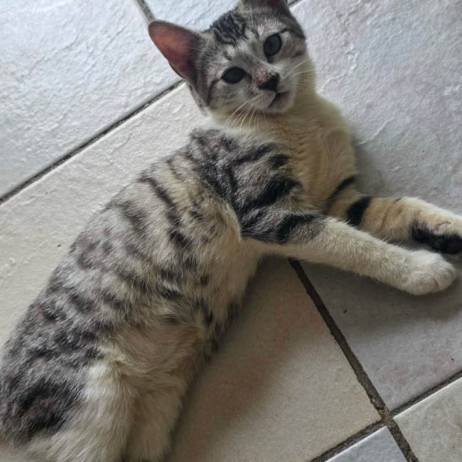Max - Chat Européen à adopter
