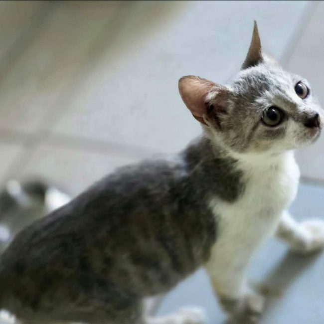 Twix - Chat Européen à adopter