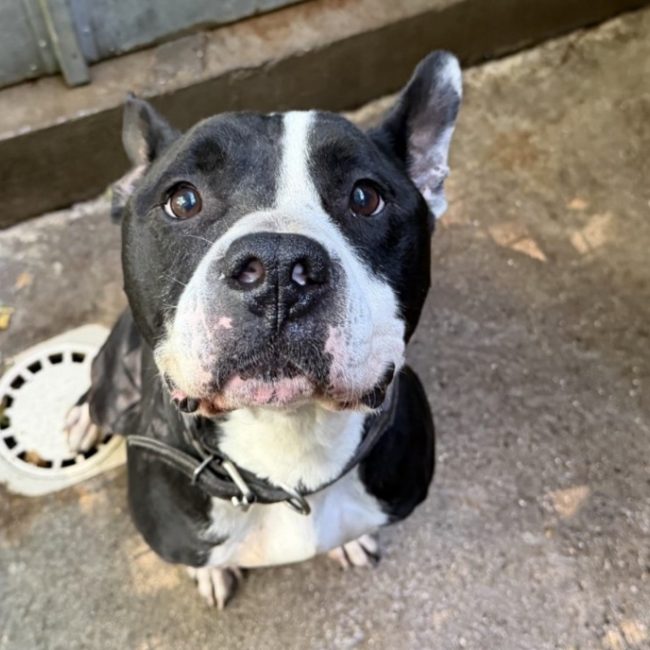 Byron - Chien Bouledogue Américain à adopter