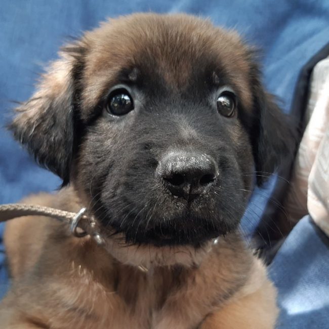 Verso - Chien Berger à adopter