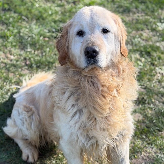Pady - Chien à adopter