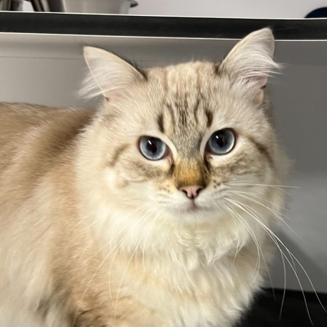Onyx - Chat Européen à adopter